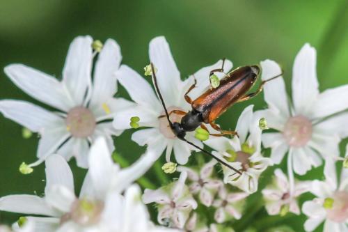 Réf. 296 852 : Alosterna tabacicolor